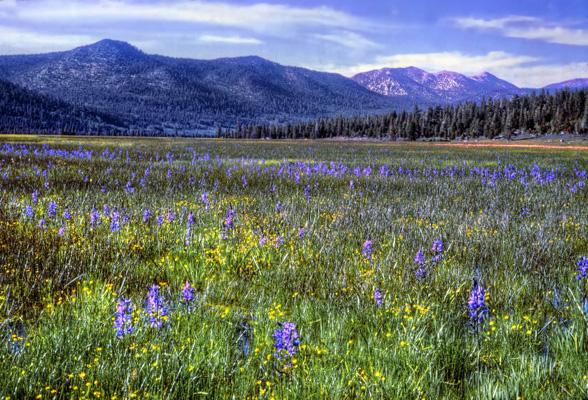 carson pass